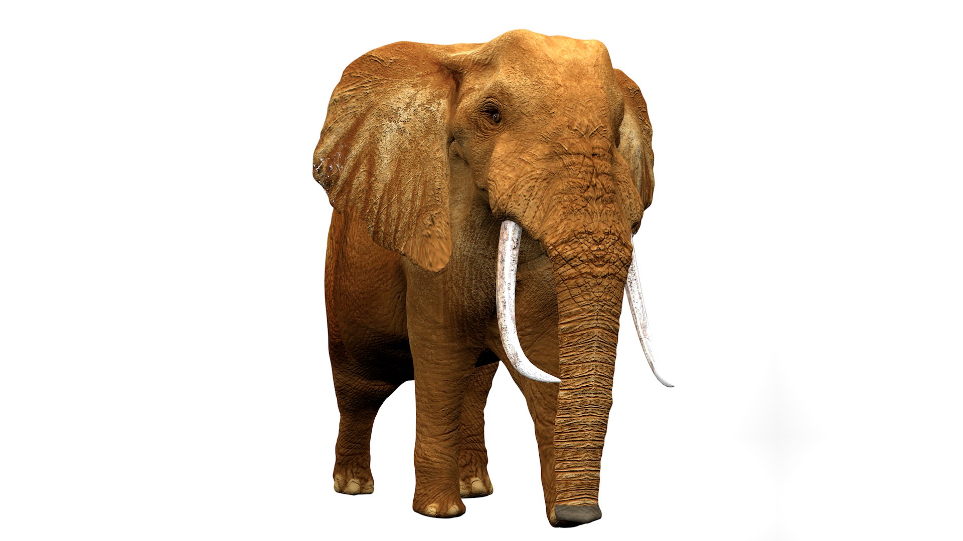 3D African Elephant RIGGED L2375 https://p.turbosquid.com/ts-thumb/mu/K6zE19/2r/08_0035/png/1745005693/1920x1080/fit_q87/a35aebc5763e256bc82849fff18fa8d58f533b50/08_0035.jpg