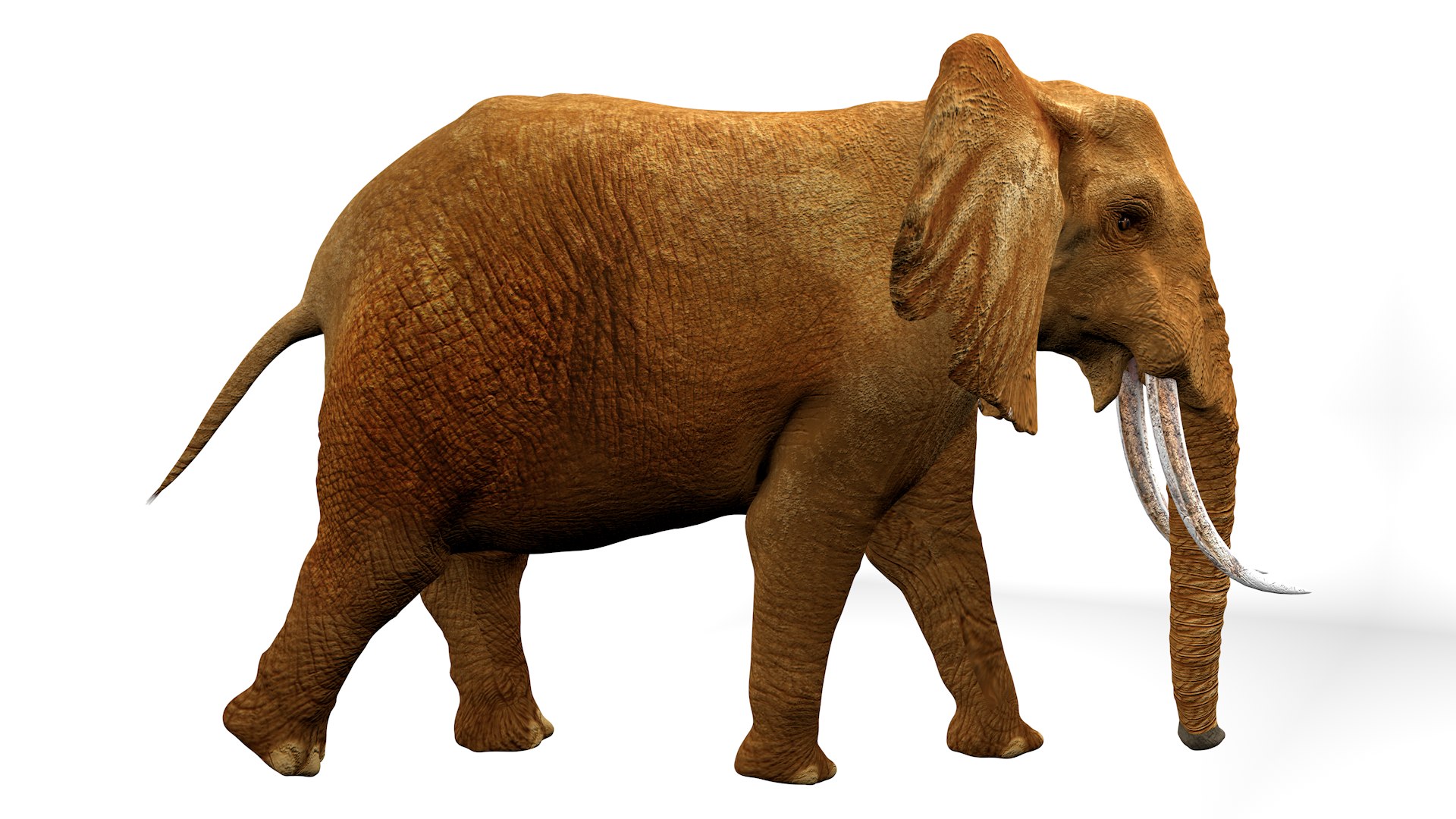 3D African Elephant RIGGED L2375 https://p.turbosquid.com/ts-thumb/mu/K6zE19/N6/06_0003/png/1745005690/1920x1080/fit_q87/1db87e1a20ae8fc699162636cf37efadda56f151/06_0003.jpg