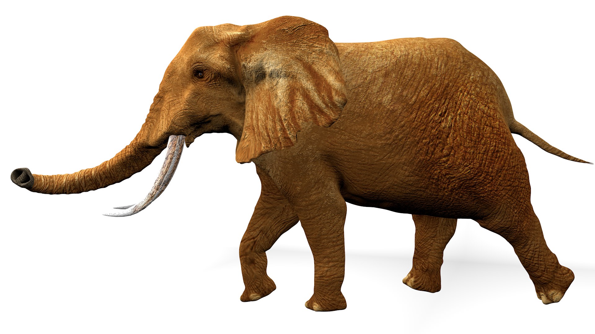 3D African Elephant RIGGED L2375 https://p.turbosquid.com/ts-thumb/mu/K6zE19/Qe/09_0018/png/1745005693/1920x1080/fit_q87/c1d89f49c3b5f0b023968f41e647ac5c3e1b5eea/09_0018.jpg