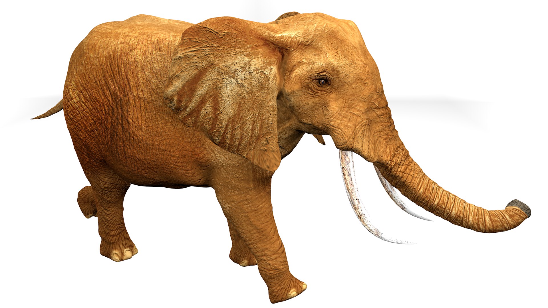 3D African Elephant RIGGED L2375 https://p.turbosquid.com/ts-thumb/mu/K6zE19/ST/12_0020/png/1745005702/1920x1080/fit_q87/d025c0d9162ed3693fd3fcfd73b7f306025ad204/12_0020.jpg