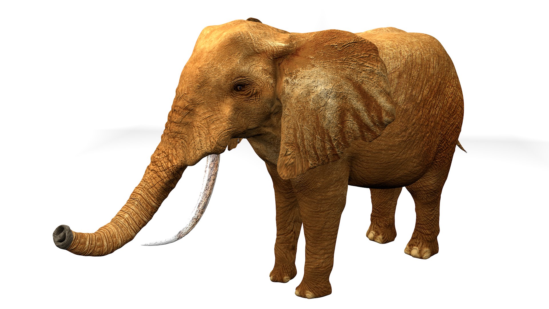 3D African Elephant RIGGED L2375 https://p.turbosquid.com/ts-thumb/mu/K6zE19/Zr/14_0010/png/1745005697/1920x1080/fit_q87/b9db88a422a05dc265fe3c8e7c930bd67312c438/14_0010.jpg
