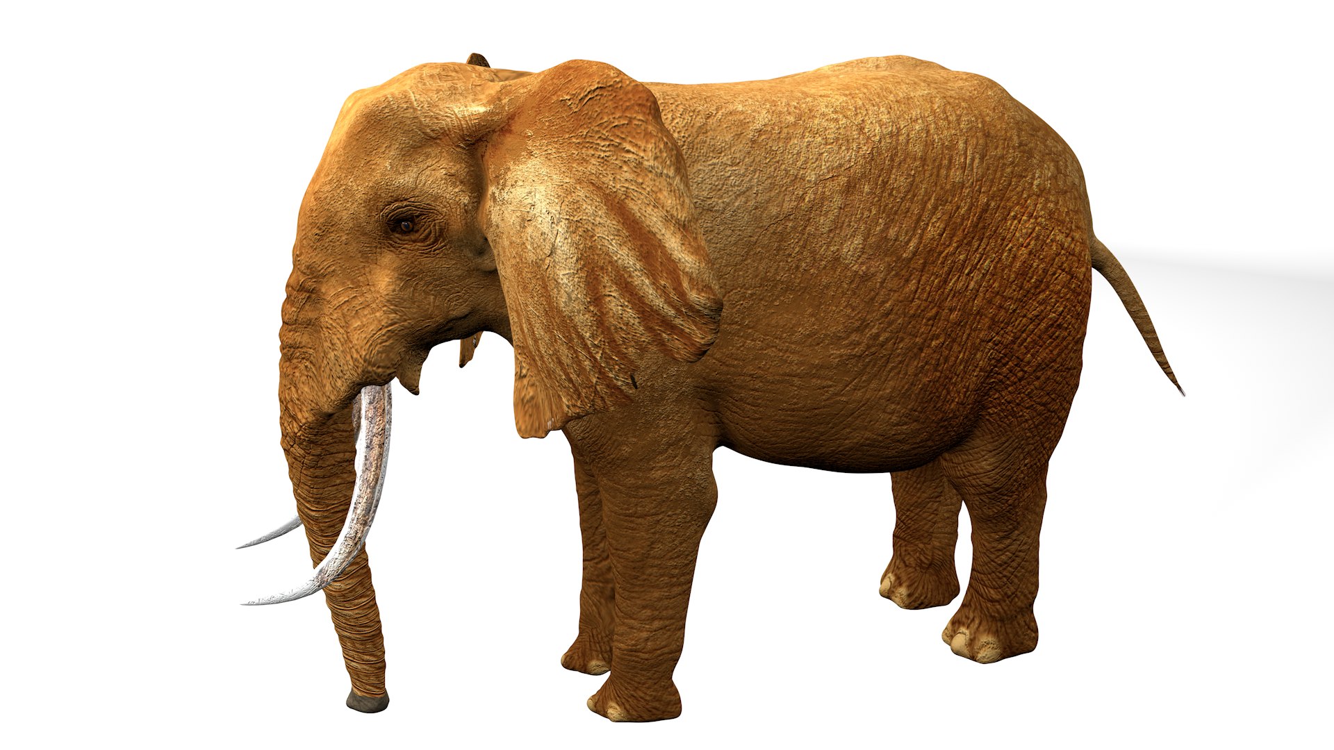 3D African Elephant RIGGED L2375 https://p.turbosquid.com/ts-thumb/mu/K6zE19/c2/15_0013/png/1745005698/1920x1080/fit_q87/39ddc721eaa3151a4273b606ac7cae8051ea4dbd/15_0013.jpg