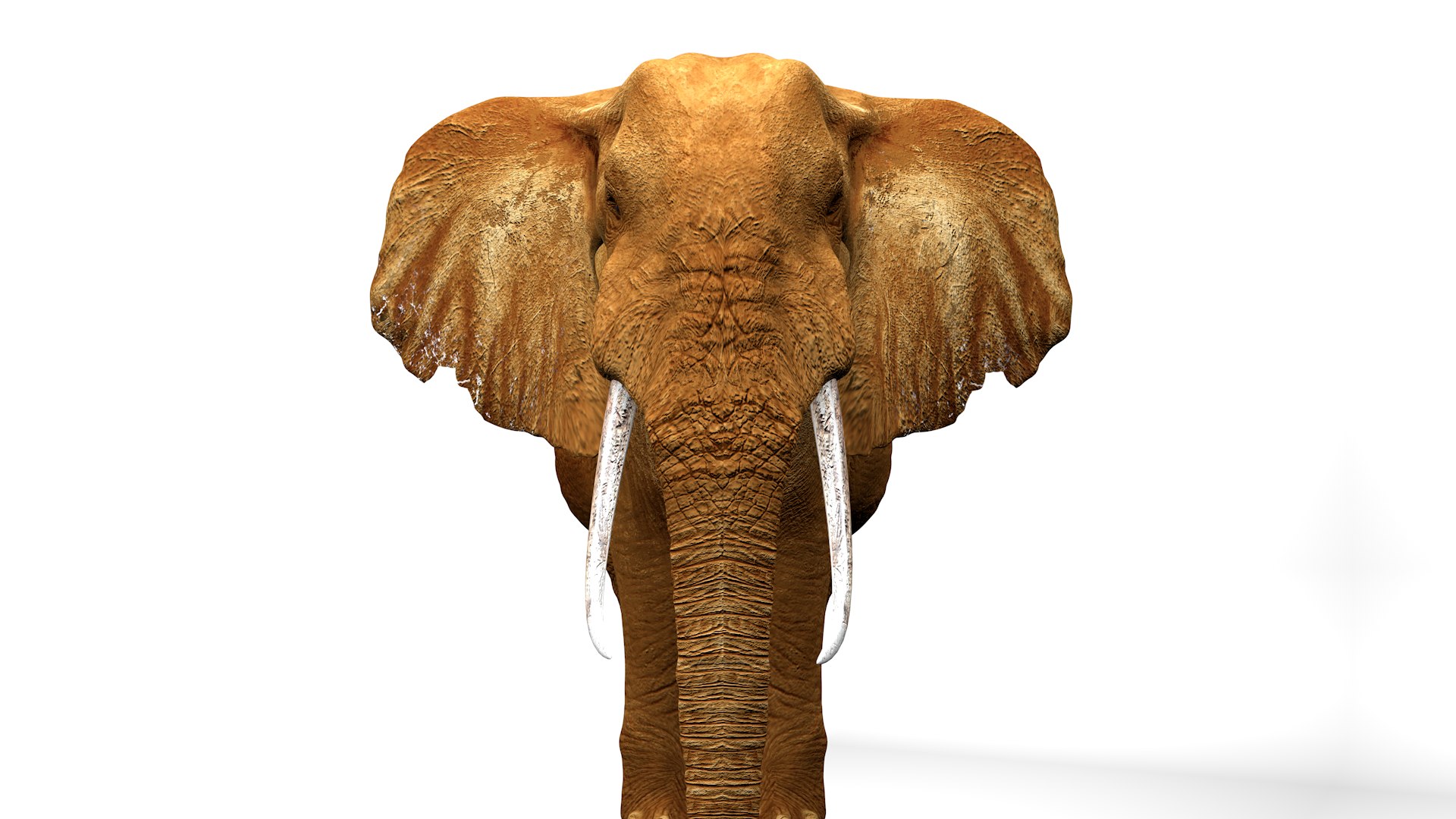 3D African Elephant RIGGED L2375 https://p.turbosquid.com/ts-thumb/mu/K6zE19/ch/13_0013/png/1745005698/1920x1080/fit_q87/ec3da123f1d53eec4260728fc84cff5d723a3028/13_0013.jpg