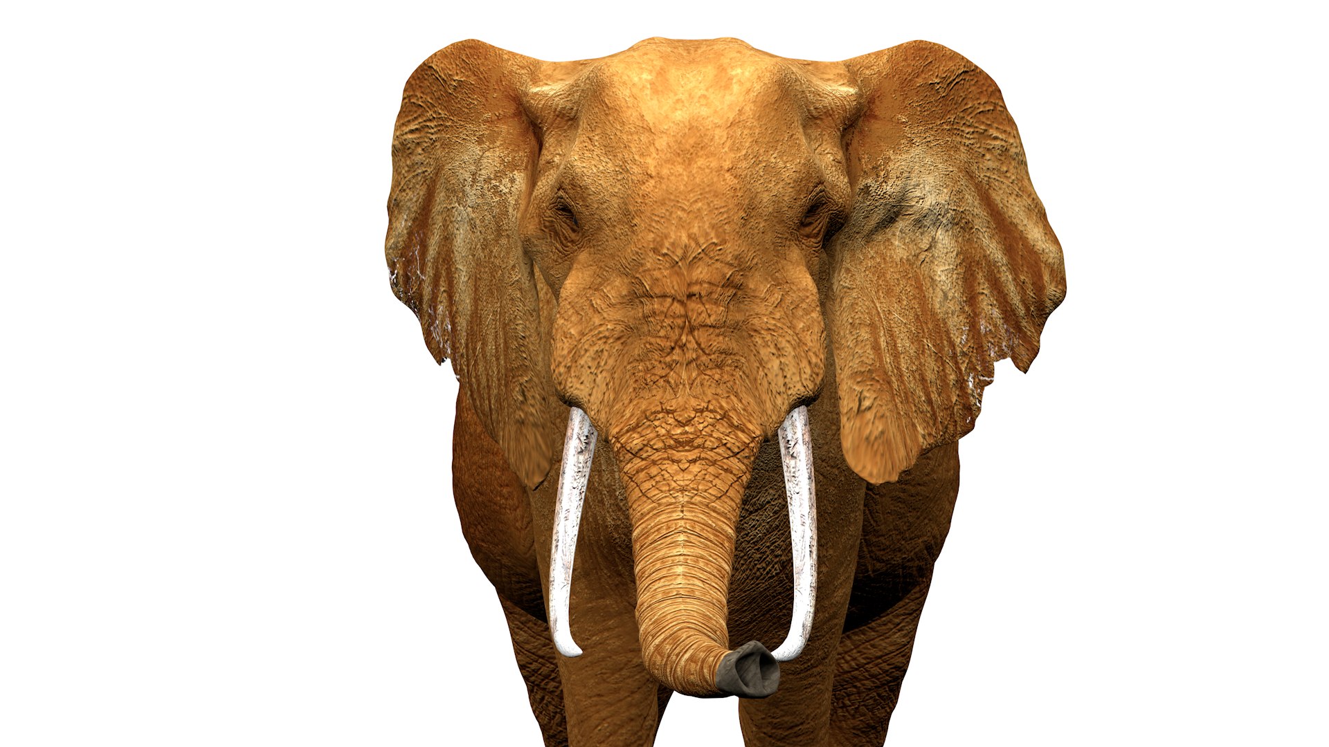 3D African Elephant RIGGED L2375 https://p.turbosquid.com/ts-thumb/mu/K6zE19/eM/07_0023/png/1745005693/1920x1080/fit_q87/1c1112015e9e43f35c0c18b9d2dd0601f0b579f4/07_0023.jpg