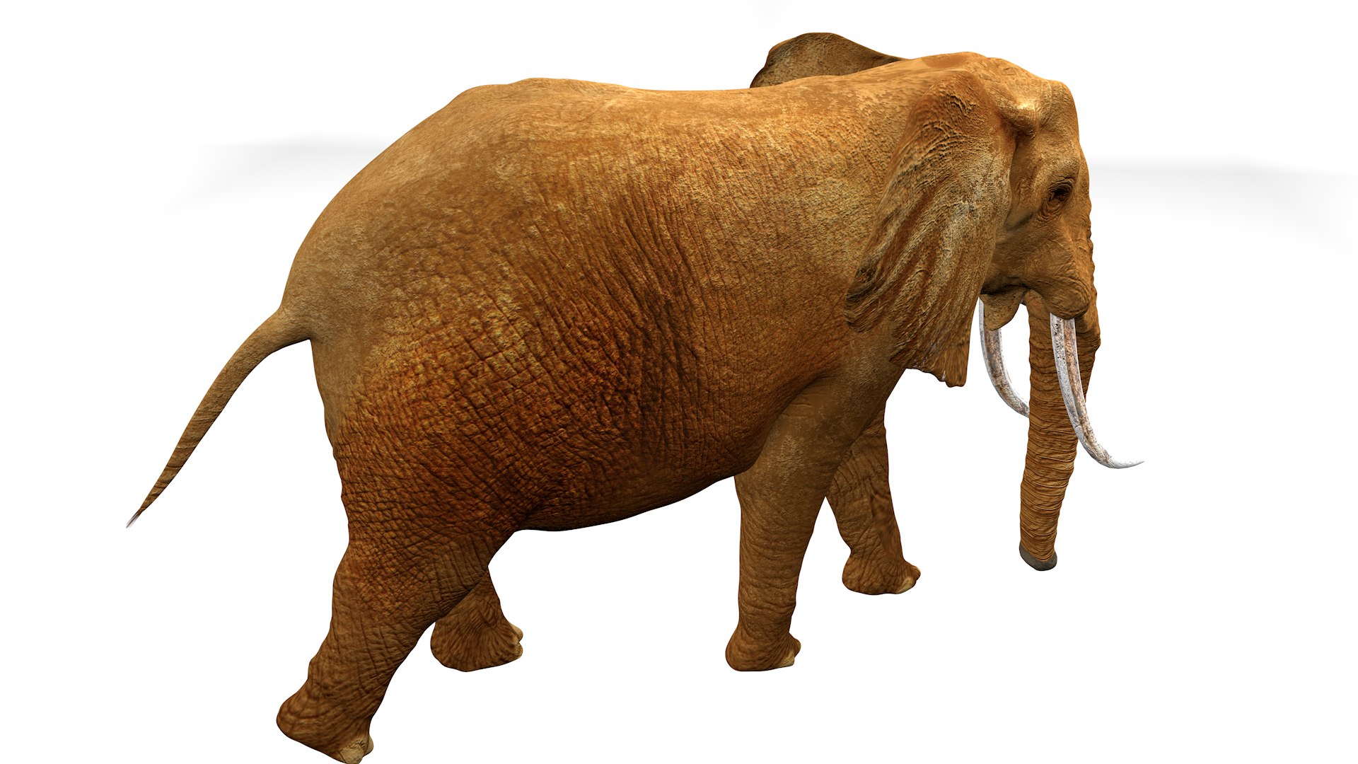 3D African Elephant RIGGED L2375 https://p.turbosquid.com/ts-thumb/mu/K6zE19/kK/05_0003/png/1745005689/1920x1080/fit_q87/6315f50582344517c427026f62b008dde5f50a54/05_0003.jpg