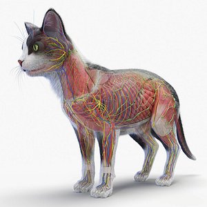Full Cat Male Anatomy Static - Hair and Fur model