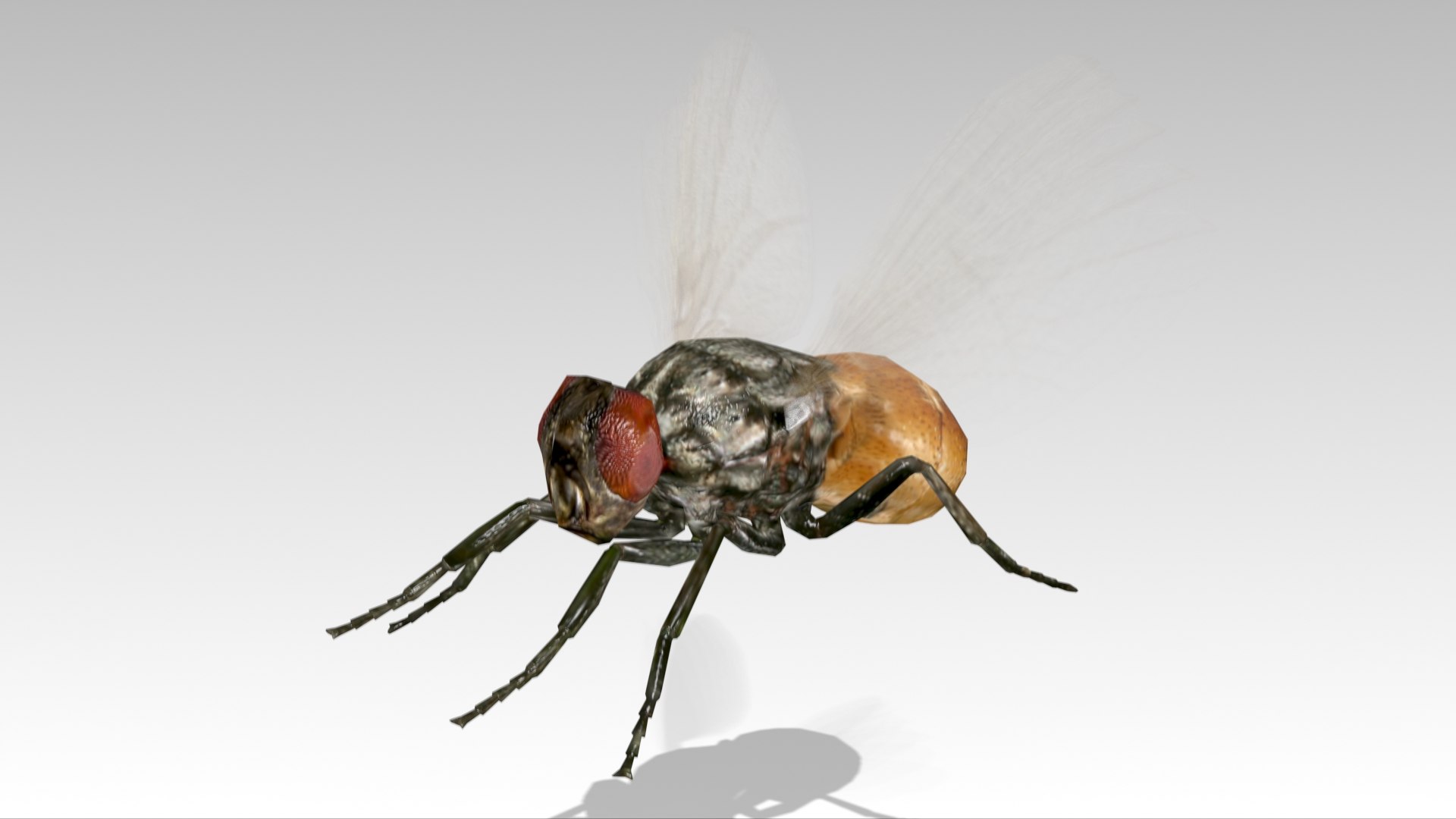 fly animations 3D model https://p.turbosquid.com/ts-thumb/mu/a8o8Xr/DM/fly_screenshot_04/jpg/1687182510/1920x1080/fit_q87/f0ab99f7109853d5bca422e02bcaa0d70bac3b82/fly_screenshot_04.jpg