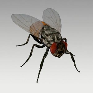 fly animations 3D model