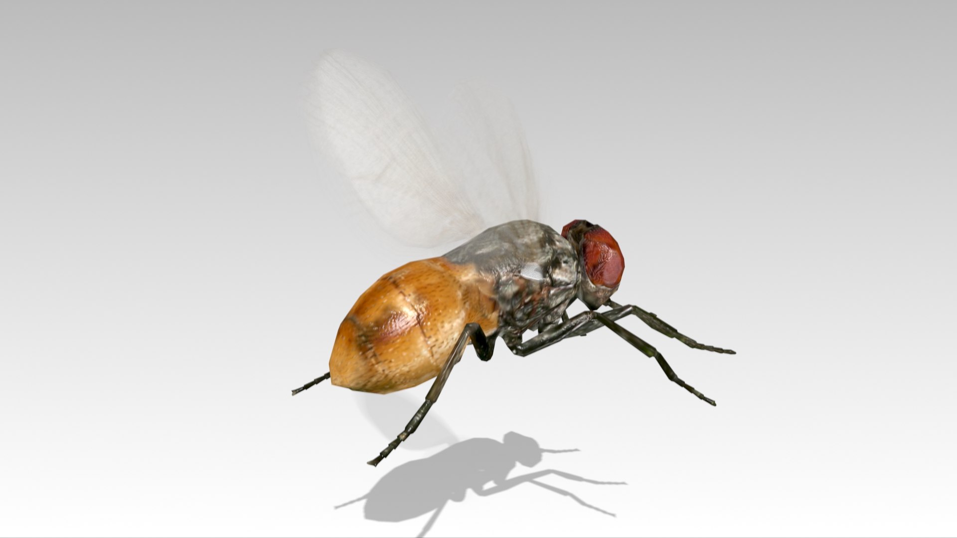 fly animations 3D model https://p.turbosquid.com/ts-thumb/mu/a8o8Xr/U3/fly_screenshot_05/jpg/1687182511/1920x1080/fit_q87/57b35f25ed0cbcd049102a7bc0eefd3d4a04c616/fly_screenshot_05.jpg