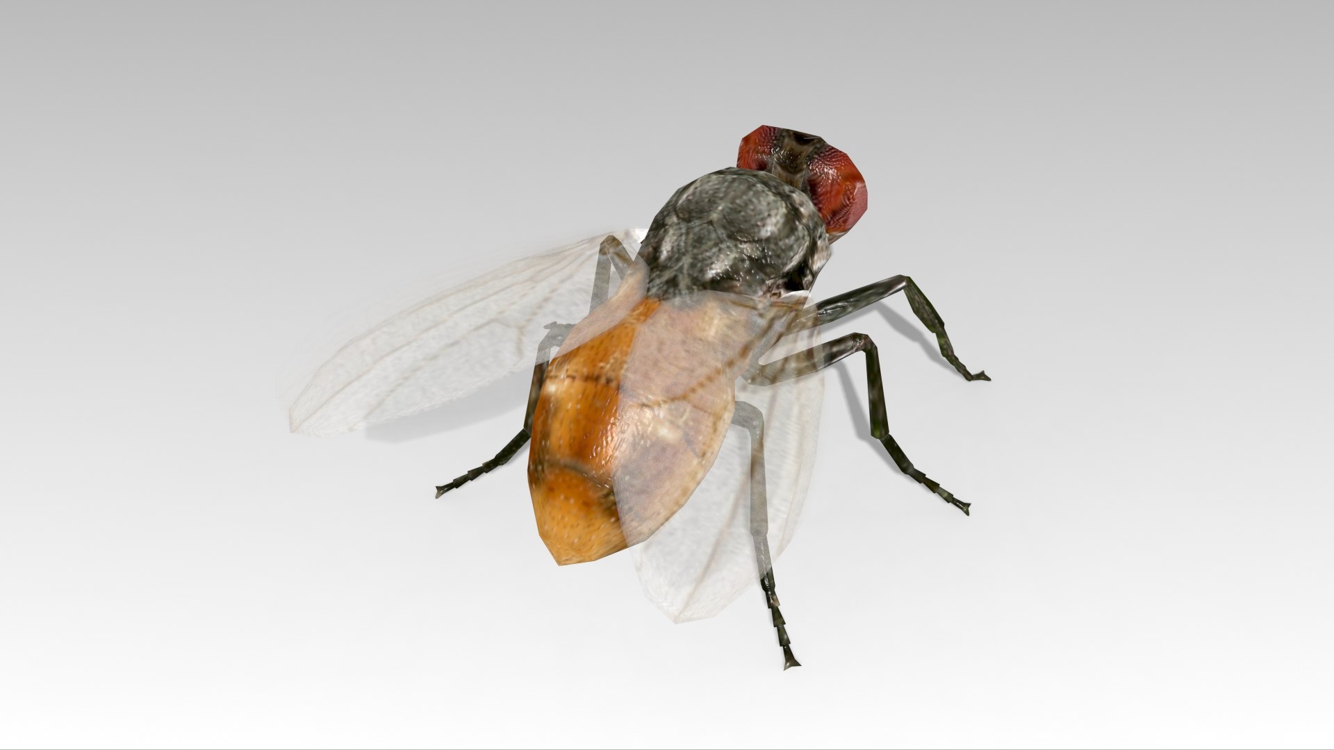 fly animations 3D model https://p.turbosquid.com/ts-thumb/mu/a8o8Xr/Y8/fly_screenshot_03/jpg/1687182511/1920x1080/fit_q87/aa19a95d7592c011d5a86e70f487eaf2d018f8f8/fly_screenshot_03.jpg