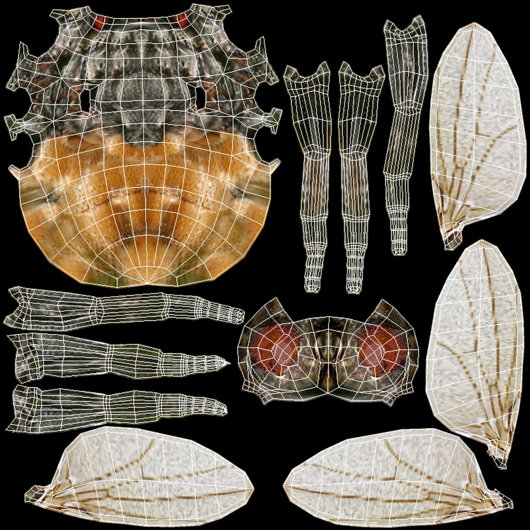 fly animations 3D model https://p.turbosquid.com/ts-thumb/mu/a8o8Xr/qq/t_fly_uv/jpg/1687215724/1920x1080/fit_q87/b15b35d001cfbe59859417e99ae9303c38c6e16d/t_fly_uv.jpg