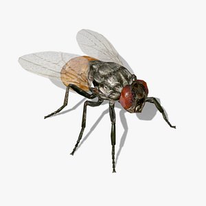 fly animations 3D model