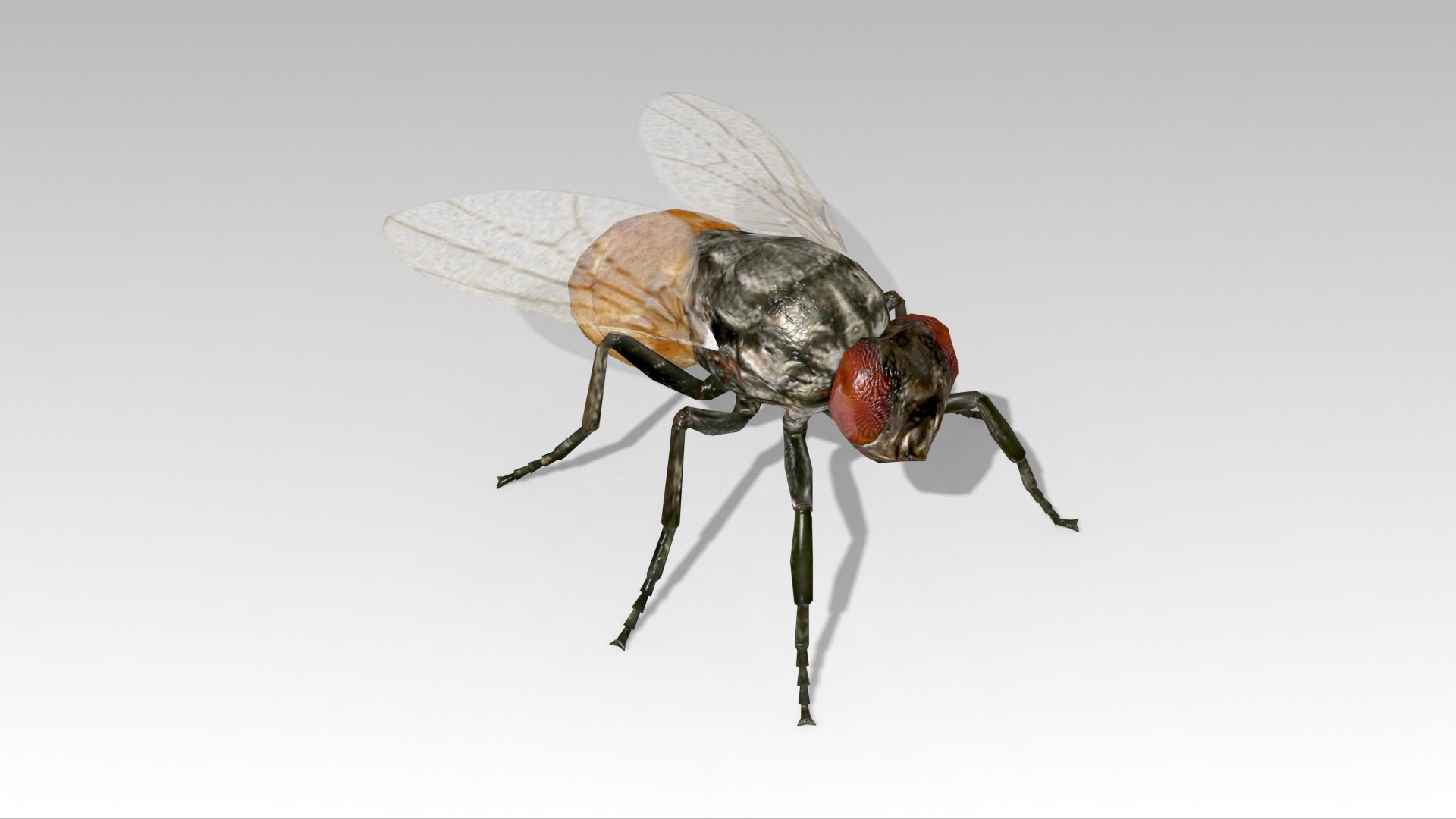 fly animations 3D model https://p.turbosquid.com/ts-thumb/mu/a8o8Xr/w2/fly_screenshot_01/jpg/1687182509/1920x1080/fit_q87/2472436bfc7ce33a3baa13d1e2eab9ef4159eb7f/fly_screenshot_01.jpg
