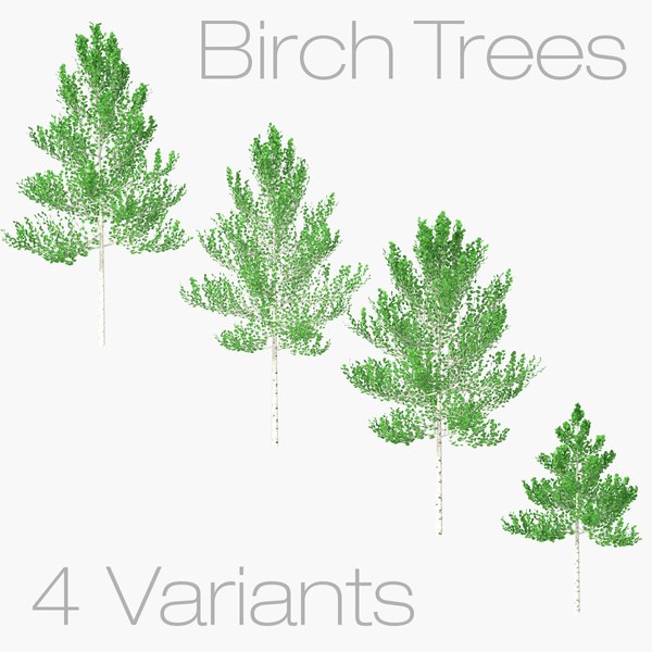 birch trees - 3D