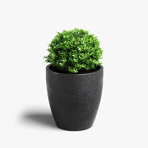 boxwood plant