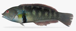 rock wrasse 3d model