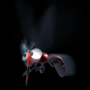 mosquito