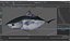 Bluefin Tuna Rigged for Maya