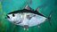 Bluefin Tuna Rigged for Maya