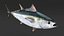 Bluefin Tuna Rigged for Maya