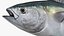 Bluefin Tuna Rigged for Maya