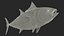 Bluefin Tuna Rigged for Maya