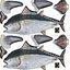 Bluefin Tuna Rigged for Maya