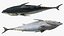 Bluefin Tuna Rigged for Maya