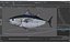 Bluefin Tuna Rigged for Maya