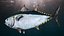 Bluefin Tuna Rigged for Maya