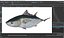 Bluefin Tuna Rigged for Maya