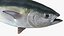 Bluefin Tuna Rigged for Maya