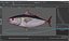 Bluefin Tuna Rigged for Maya
