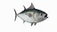 Bluefin Tuna Rigged for Maya