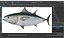 Bluefin Tuna Rigged for Maya