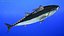 Bluefin Tuna Rigged for Maya