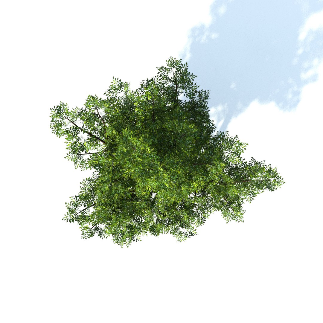 Generic Tree 3d Model