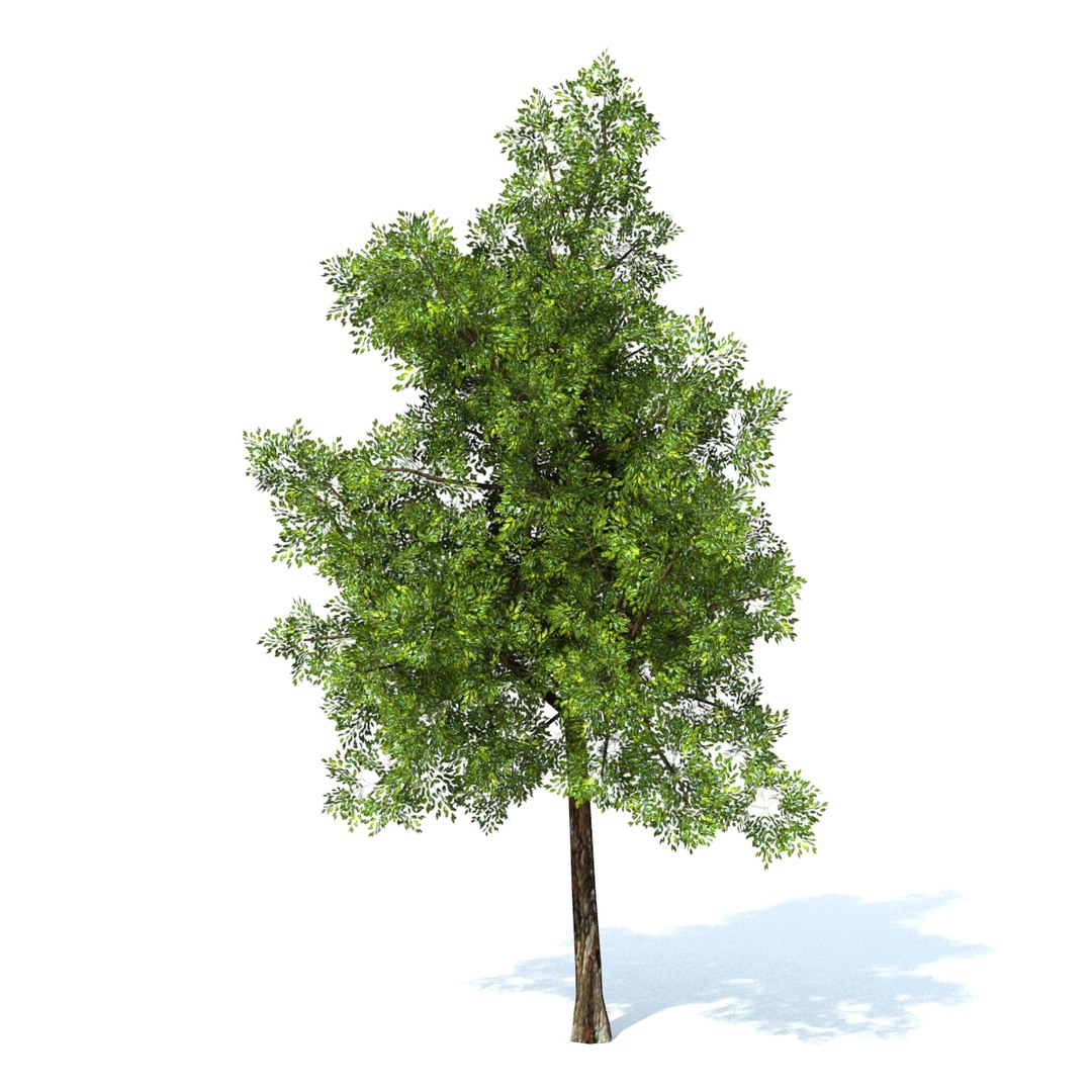 Generic Tree 3d Model