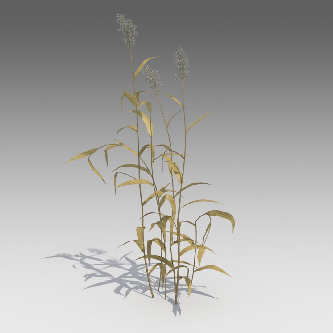 dry reed 3d model