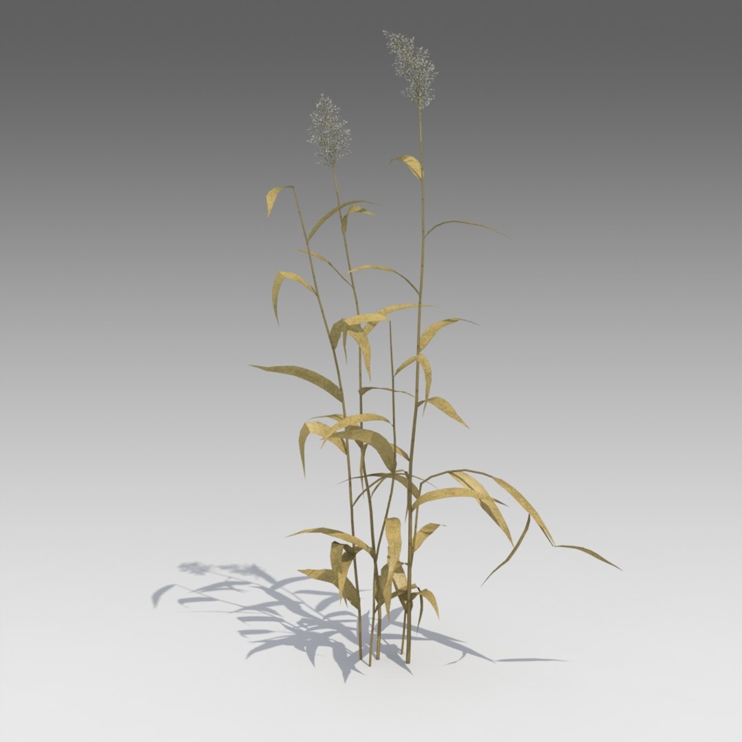 dry reed 3d model