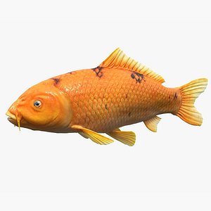 Koi Carp Golden