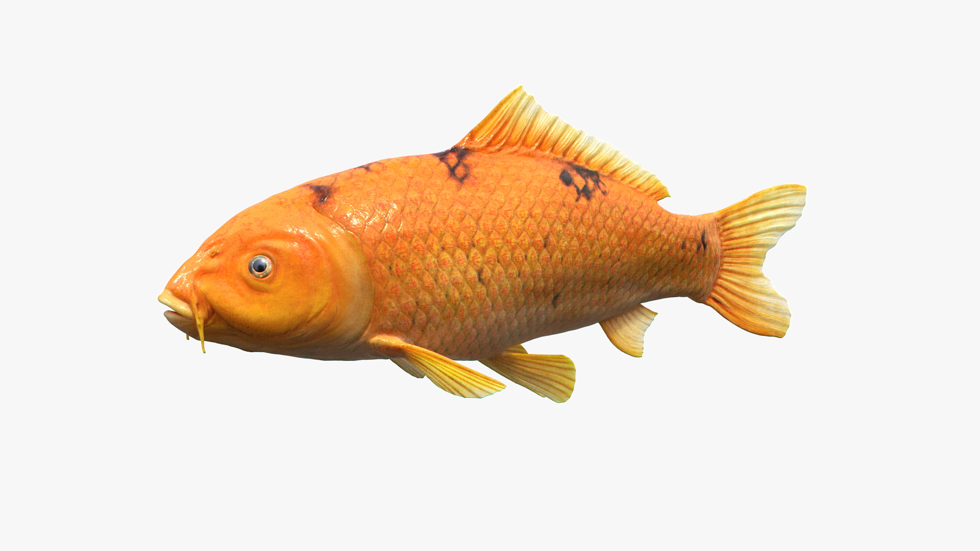 3D Golden Koi Carp - TurboSquid 1475019