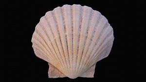 scallop sea shell model