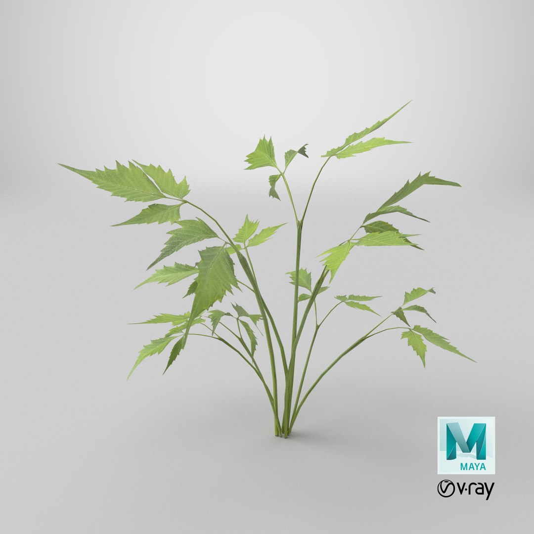 3D Lowpoly Plant 2 https://p.turbosquid.com/ts-thumb/mv/CkrBdn/y5/stemcell_maya_vray_render/png/1778701396/1920x1080/fit_q87/98936d091d598e10b7aea185db21b2f9cbc7cf3d/stemcell_maya_vray_render.jpg