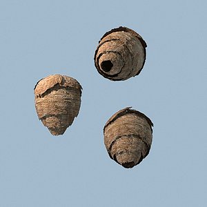 wasp nest max