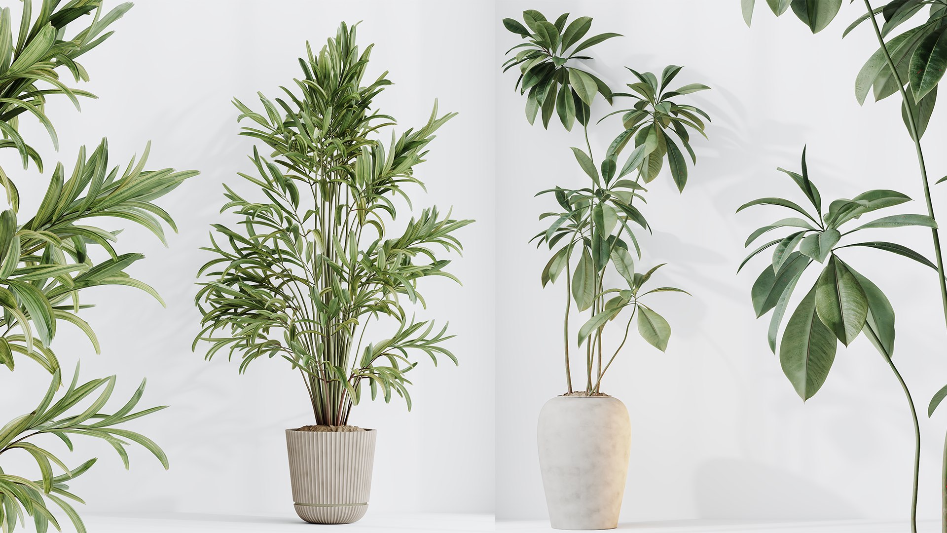 3D AV Indoor plants set 210 Mission Olive and Ficus Cyathistipula and Lily Domino and Lutescens palm https://p.turbosquid.com/ts-thumb/mv/VIeWxJ/GX/06/png/1746680806/1920x1080/fit_q87/0c657ac4bc68b93943ec62b9b76a8ba62ac13f9d/06.jpg
