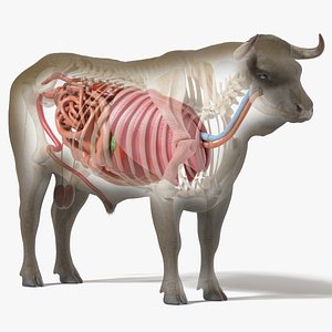 3D model Bull Body, Skeleton and Organs Static