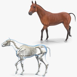 3D horse skeleton rigged model