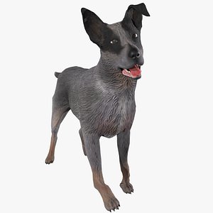 Cattle Dog 3D model