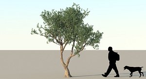 3d model olive tree